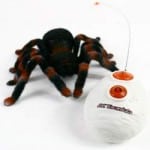 tarantula tarantula