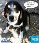 WIND GAWF 2