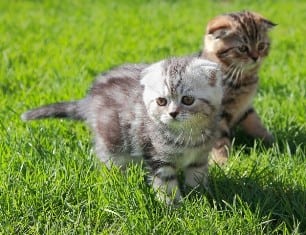 Cats - cute (Small)